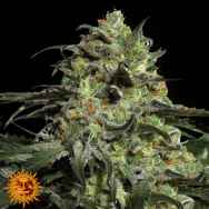 Barneys Farm Seeds Peyote Cookies